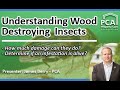 Understanding Wood Destroying Insects