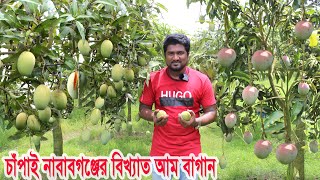 Largest Mango Garden | Chapai Nawabganj Rajshahi | চাঁপাইনবাবগঞ্জের আম বাগান | Kobir documentary |