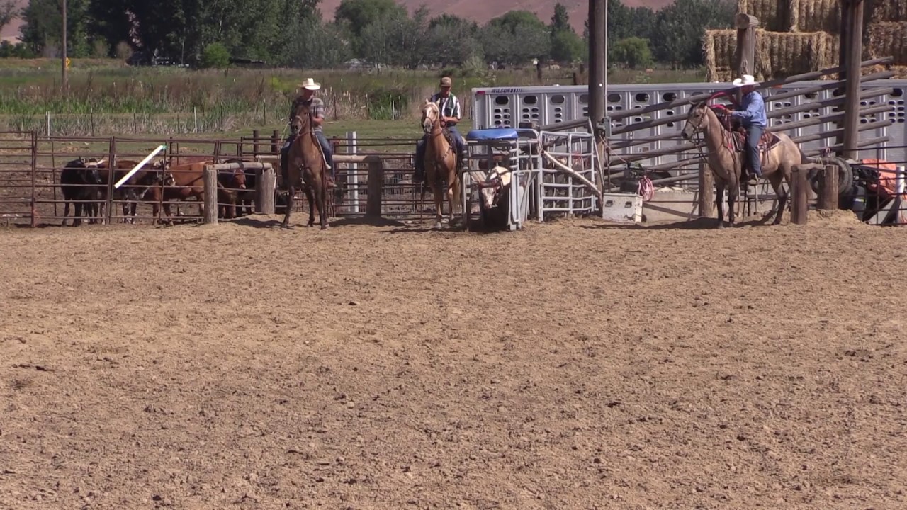 Memory T Ranch 2017 Memory Ranches lot #42 Nile - YouTube