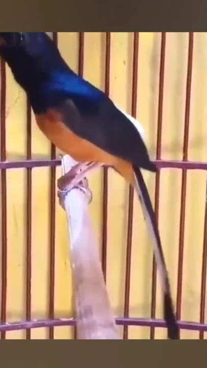 BURUNG MURAI FULL ISIAN JOSS #PART362