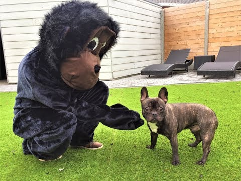 funny-dog-vs-dancing-monkey-prank:-flor-the-frenchie