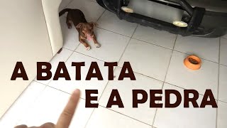 A Batata e a Pedra