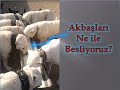 ****12 tane Akbaş Köpeğe Nasıl Bakıyoruz?****Merak Edilenlerden: Akbaşlar Nasıl Besleniyor?