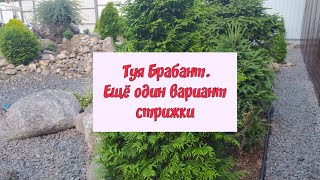 Туя Брабант.Ещё один вариант стрижки.