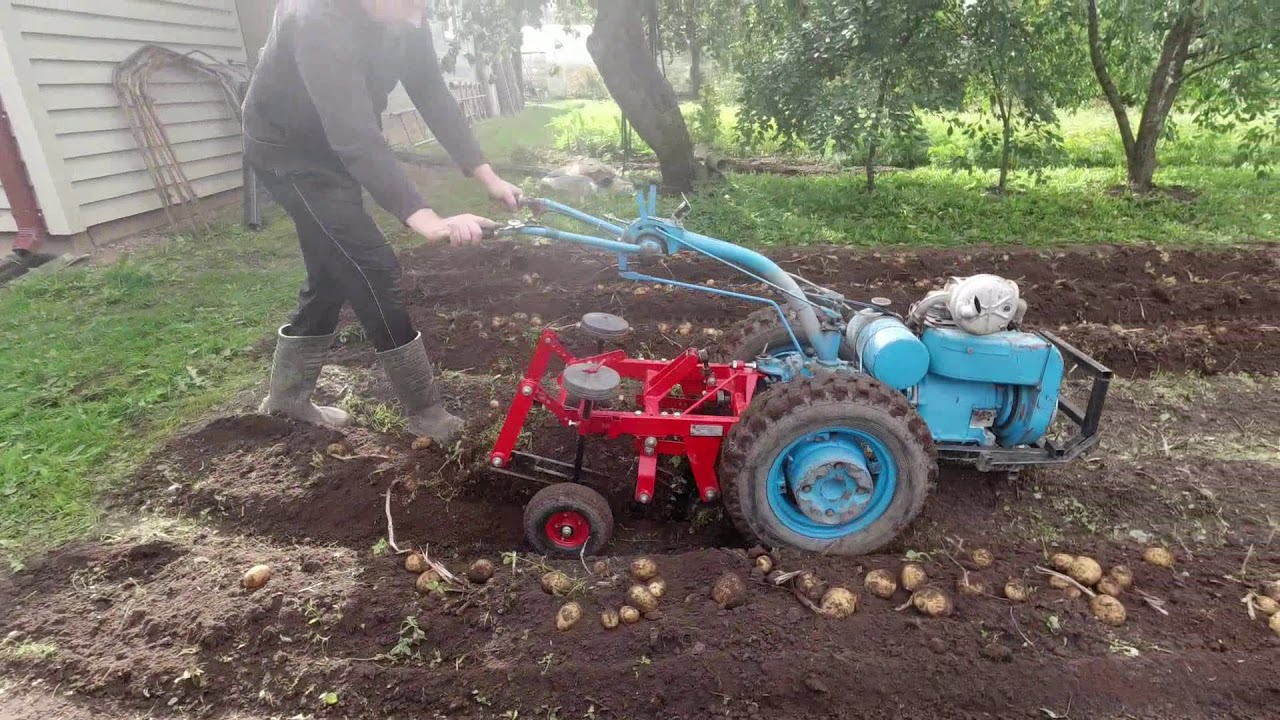 Копка картофеля мотоблоком Мтз с грохотной картофелекопалкой. Осень ...