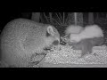 Raccoon Shuffle, Mink and Bunny, Raccoon Fight, Skunk Startled and Slapped 🦝🐰🦨 ... BWHQ Akron, OH