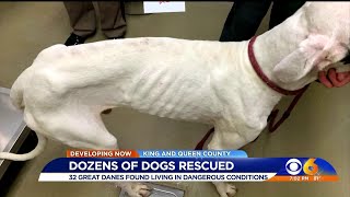 32 Great Danes rescued now recovering