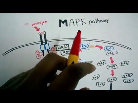 Video: Wichtige Signalknoten Bei Der Entwicklung Der Brustdrüsen Und Bei Krebs. Mitogen-aktivierte Proteinkinase-Signalübertragung In Experimentellen Modellen Des Fortschreitens Von Brust