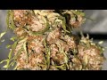 Seed to Harvest Part 4: Late Flower & Harvest with the SolarXtreme® 500