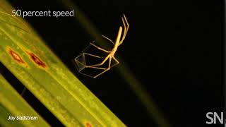 See how an ogre-faced spider catches prey in midair | Science News