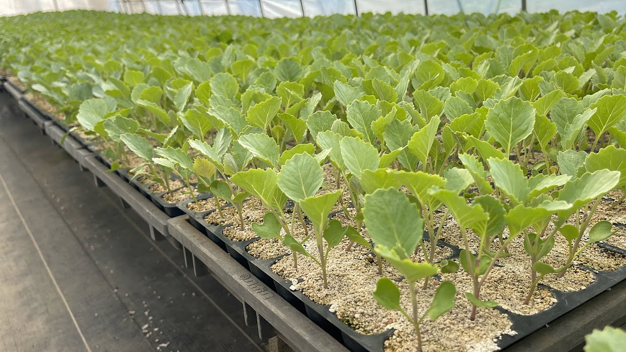 種まき苗作り成功の秘訣は決まった時間にコレを続けることです！23/8