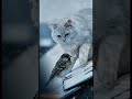 The Little Bird of Winter A Christmas Rooftop Rescue #cat #christmas #shorts