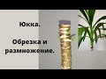 Юкка. Обрезка и размножение. Часть 1.