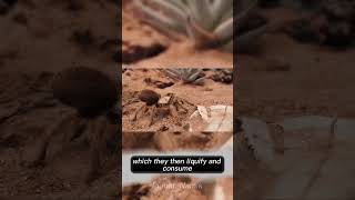 True Facts About The Tarantula #everyone #entertainment #foryou #follow #mrbeast #highlights