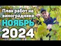 План работ на винограднике в Ноябре - 2024 🍁