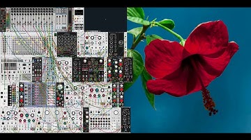 VCV Rack / Flowers / Generative Patch Jam / Synthikat