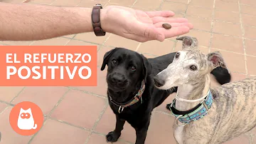 ¿Cómo se da un refuerzo positivo a un perro?