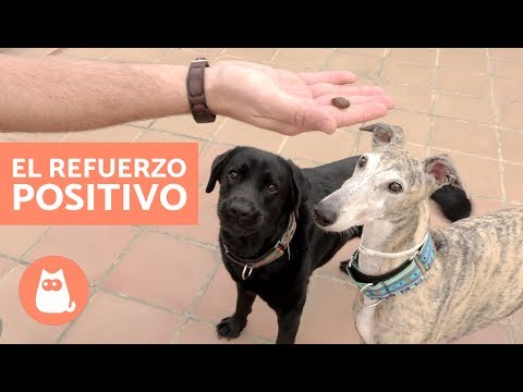 Video: Refuerzo Positivo Para Perros: Adiestrar Perros De Forma Agradable