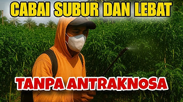 cara pak tani mengantisipasi patek antraknosa di cabai rawit merah