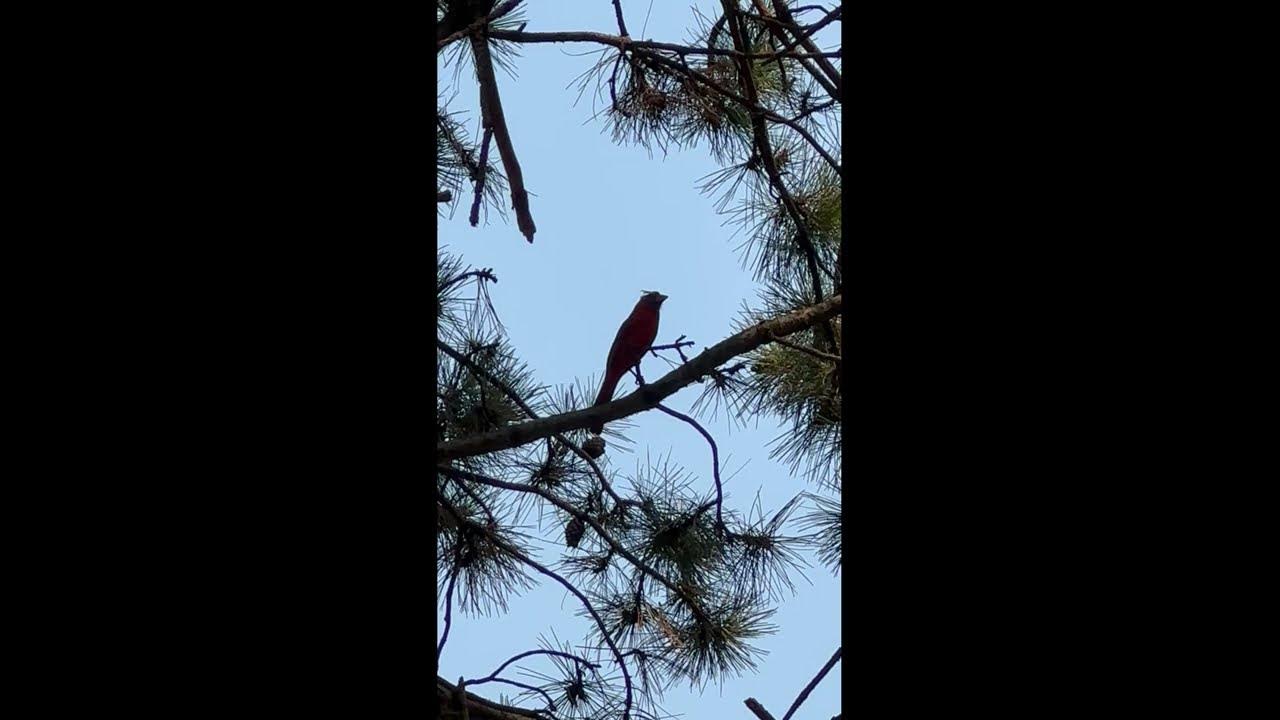 Northern cardinal bird call. shorts birdnoises birdsinnature YouTube