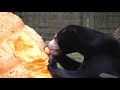 The bear necessities a 635 kg giant pumpkin