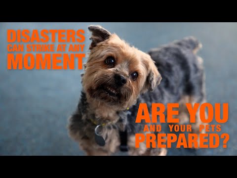 Videó: Az ASPCA azt akarja, hogy emlékezzen a háziállatokra a katasztrófákra való felkészültséggel kapcsolatos tippekre
