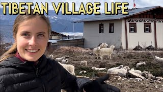 EXPLORING RANDOM TIBETAN VILLAGES 🐮 探索藏区农村