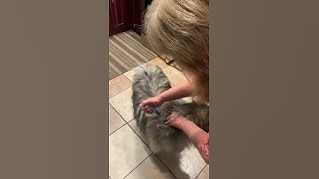 Insulin without needles for Mulan the Keeshond