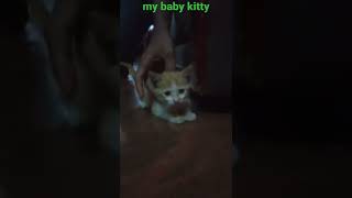 My Son Kitty