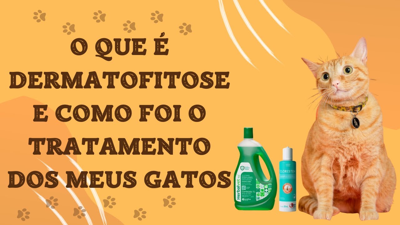 O QUE É DERMATOFITOSE E COMO FOI O TRATAMENTO DOS MEUS GATOS