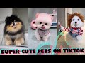 Funny and super cute pets on TikTok #1