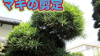 庭木の手入れ マキの剪定方法 刈り込み鋏を使用 Youtube