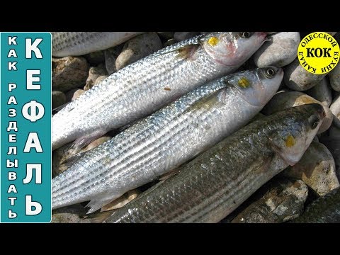 Как правильно разделывать кефаль - пошаговый рецепт