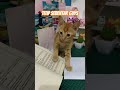 SEBENTAR YA GUYSS 😭 💔 #shirts #cat #kucinglucu #masyaallahtabarakallah