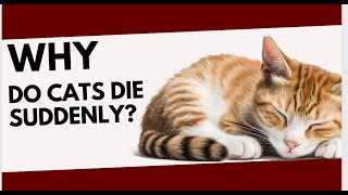 WHY DO CATS DIE SUDDENLY? CAUSES OF SUDDEN DEATH IN CAT! #catviralvideos #catviral #cats by Cat Supplies 17 views 3 days ago 3 minutes, 27 seconds