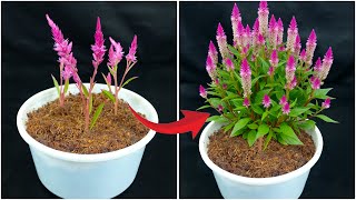 Try this easy method for growing celosia flower plant | Quick & effective guide
