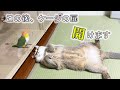 猫が油断してインコの前で寝ていたら・・・www