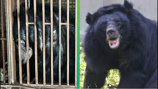 The Incredible Transformation Of Dawn Our Most Traumatised Bear Animals Asia