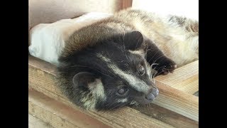 How to get a blood sample from Masked palm civet - YouTube