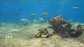 Arrecife Alacranes: el tesoro oculto del Golfo de México | Noticias con Francisco Zea