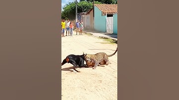 Two Dogs Brave Against a Leopard Entering the Residential Area!