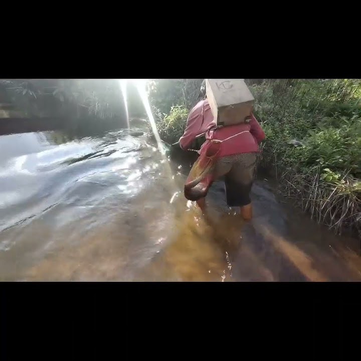 Stun Fish in Sandy River, Get Baboon Fish‼️