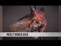 Insect Named Gaga Insect Named Gaga