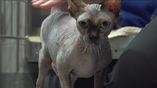 Hairless sphynx cat seeking forever home after being rescued near a dumpster with her 2 kittens