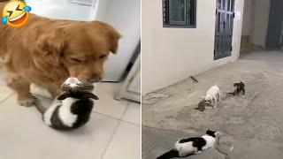 Cat and Dog Funniest Videos 🐱 Funny Pets Video 2024🐶