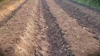 Manual Tillage: Building Soil Rows with Collaboration #RuralAgriculture #TraditionalFarming