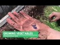 Planting Sunflower Seeds