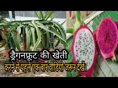 वीडियो: ड्रैगन का वर्ष कैसे मनाएं