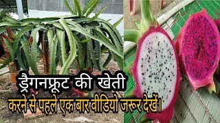 ड्रैगनफ़्रूट की खेती कैसे करे, कितना फ़ायदा, कहाँ बेंचे | Dragon Fruit Farming Full Details