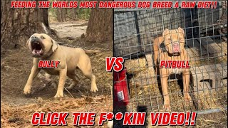Vlog #318 FEEDING THE WORLDS MOST DANGEROUS DOGS A RAW DIET!!